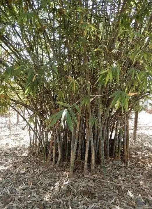mat