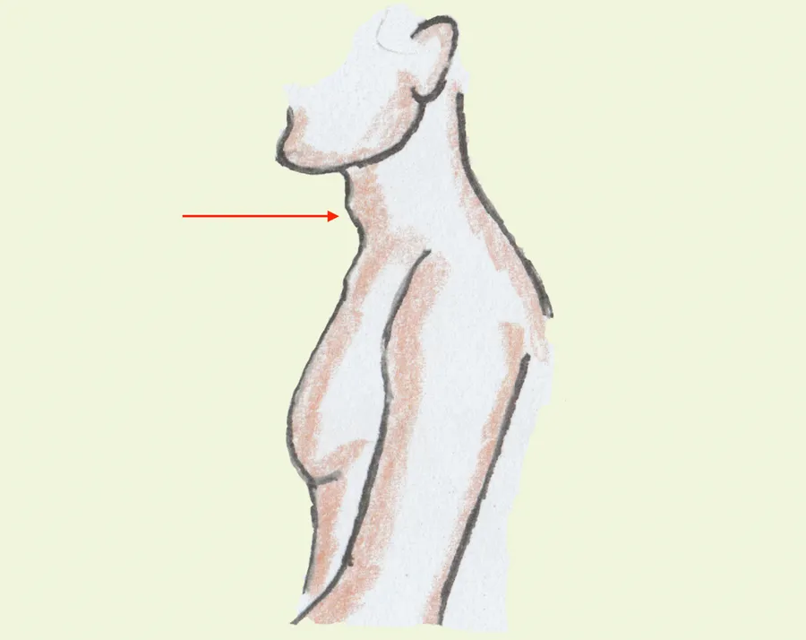 narʈi