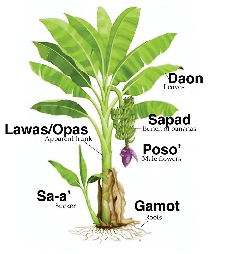 batag