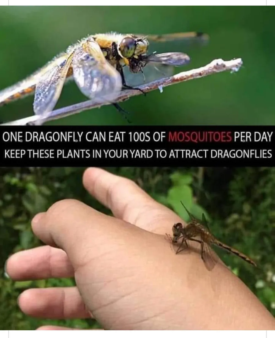 tibaxes