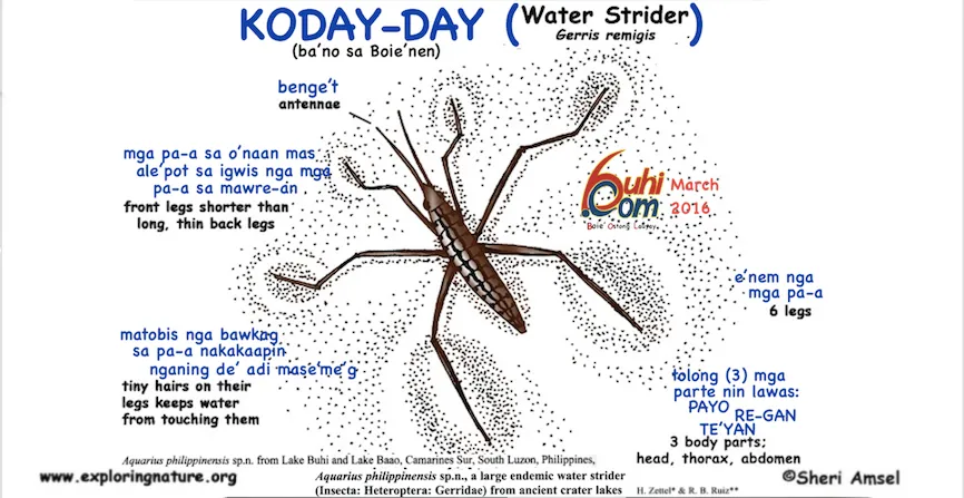 koday-day