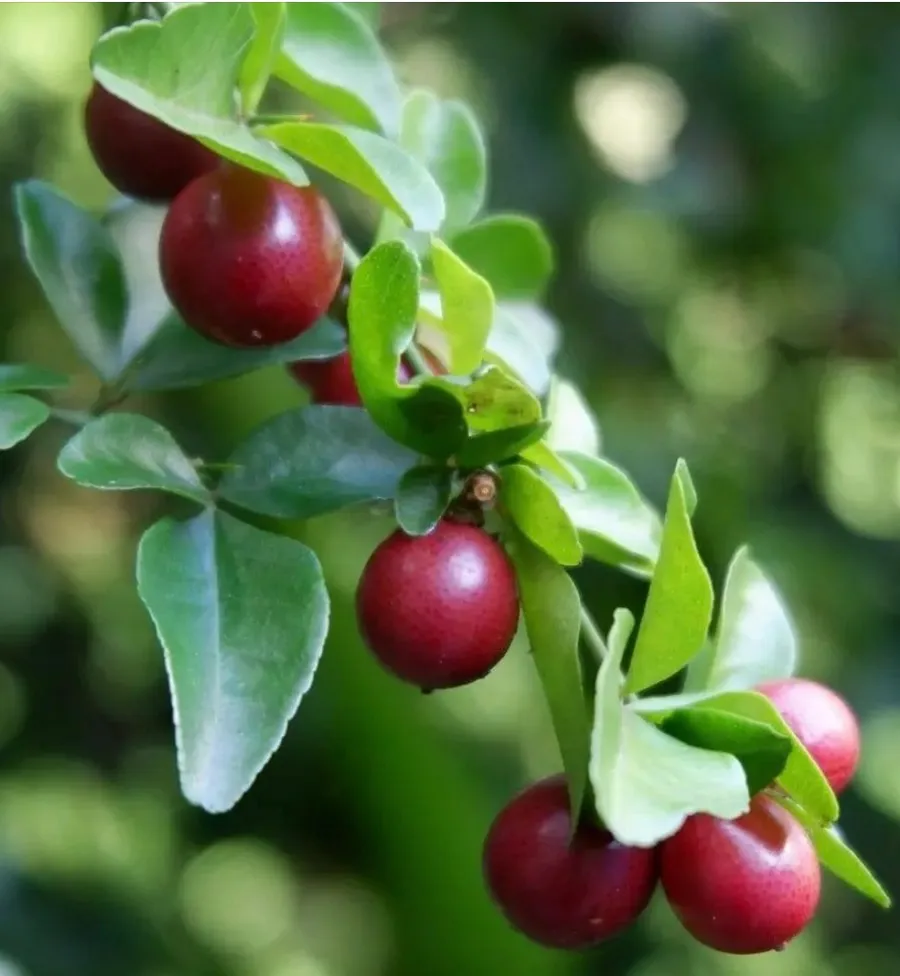 limonsitong-kastila’