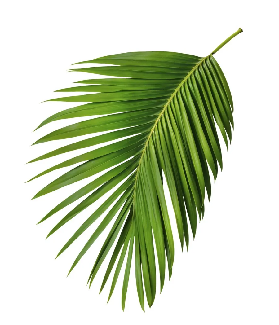 paxa’pa’