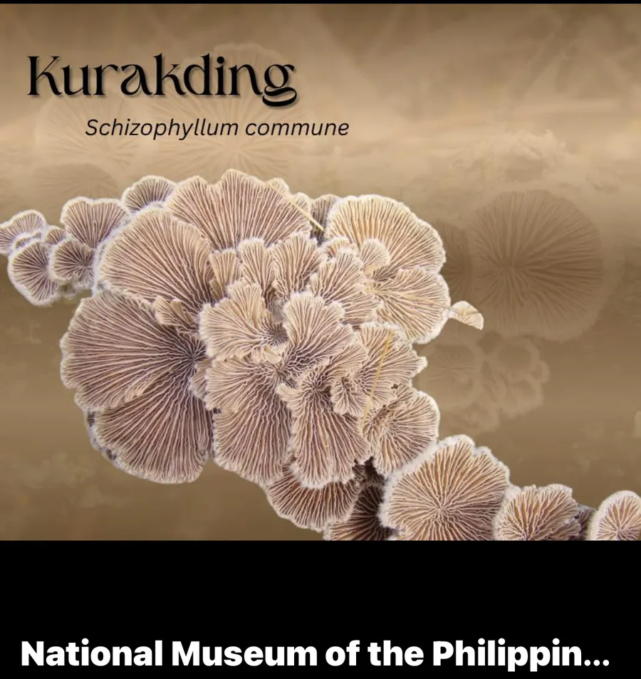 korakding