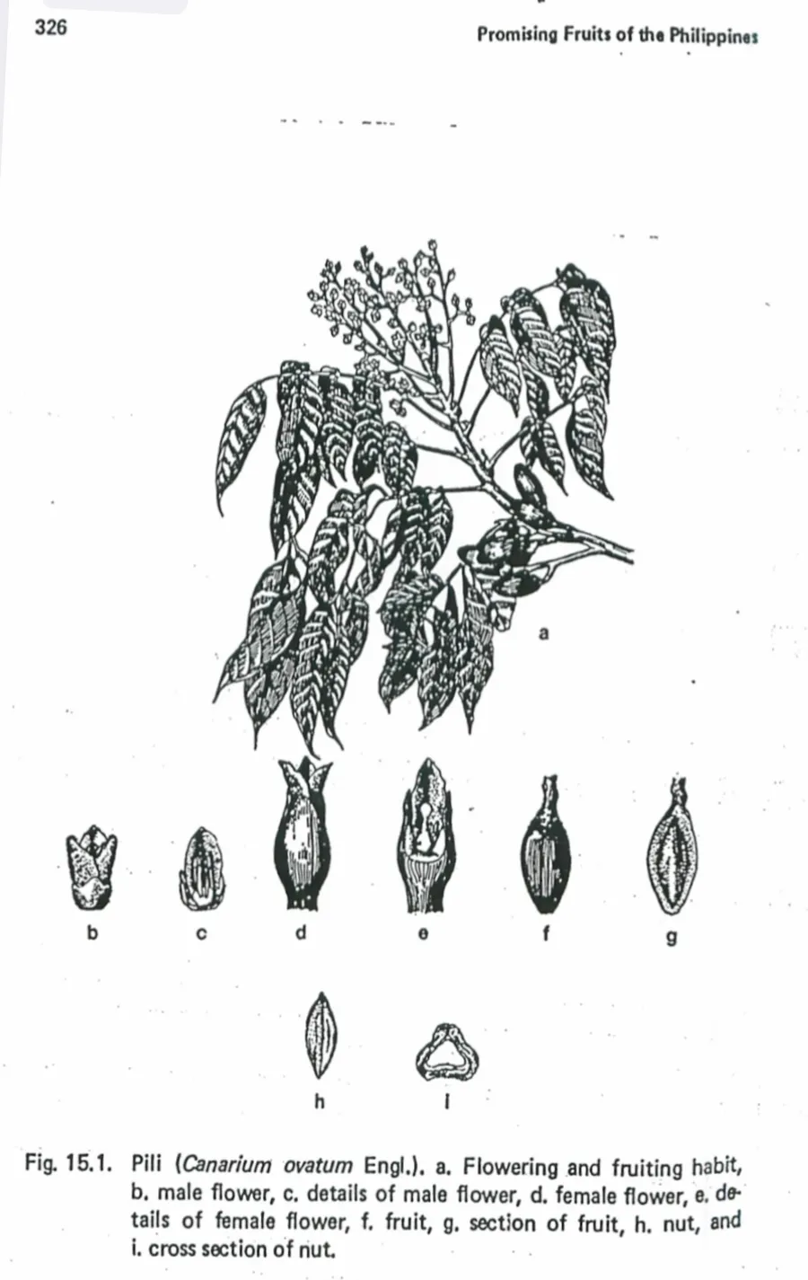 pili