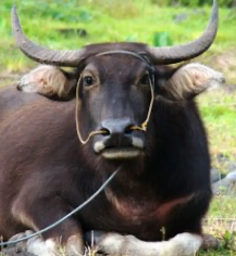 barankiyaw
