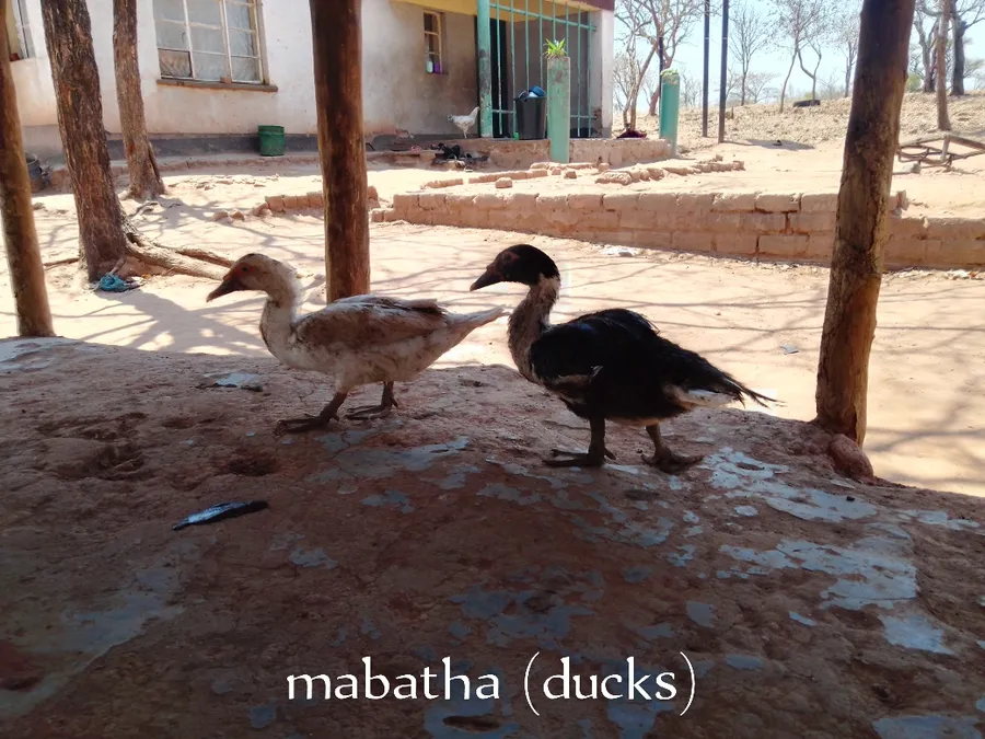 mabatha