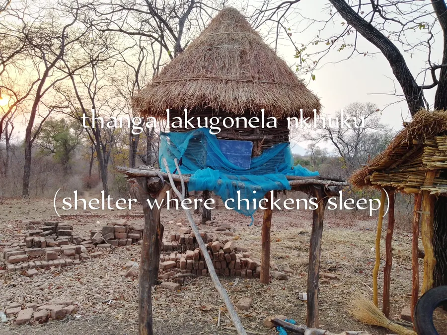 thanga lakugonela nkhuku
