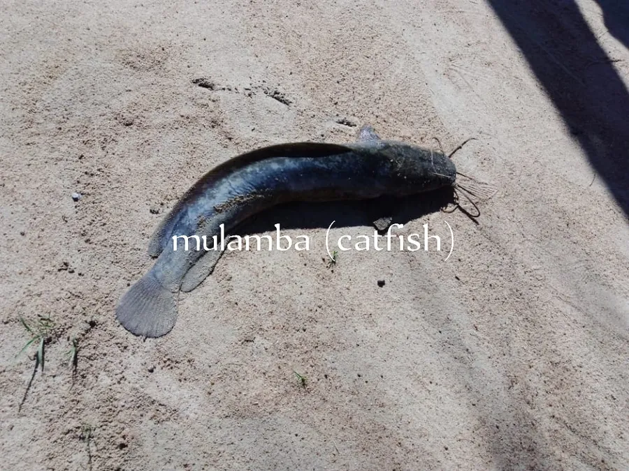mulamba