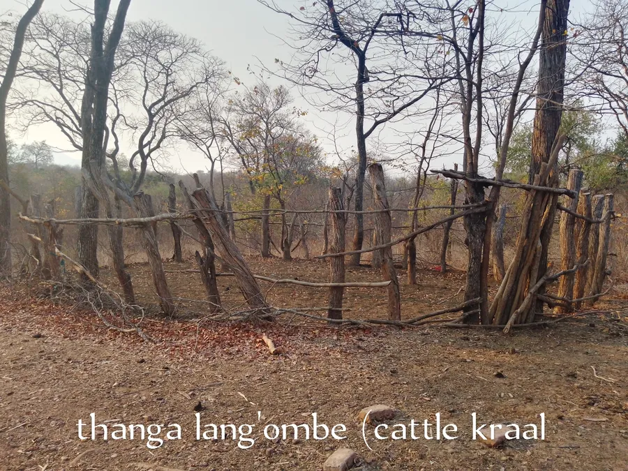 thanga lang'ombe