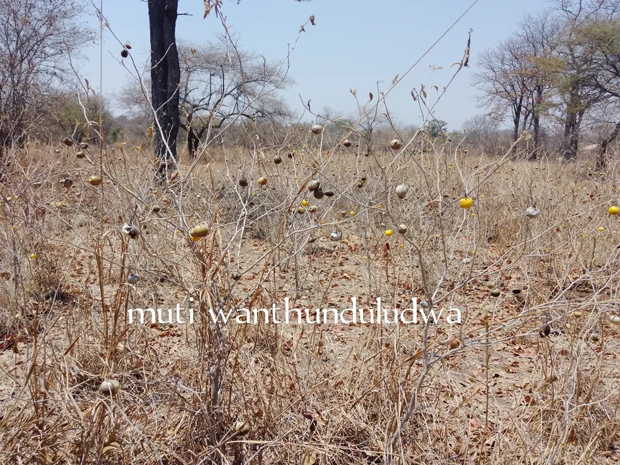 muti wanthunduludwa