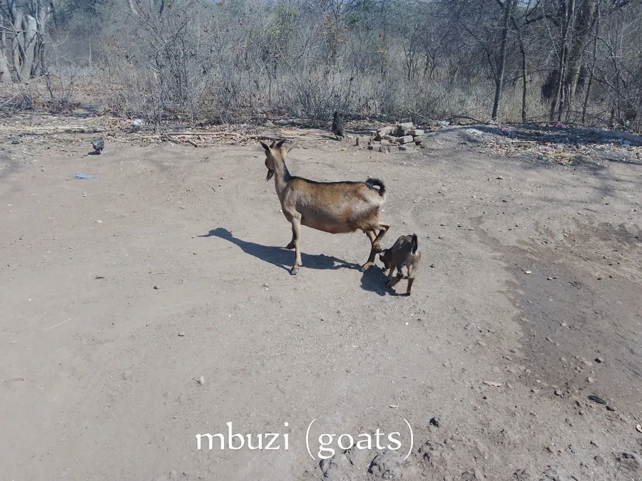 mbuzi