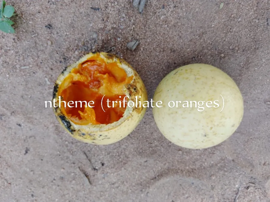 ntheme