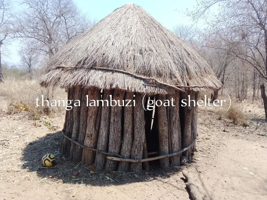 thanga la mbuzi