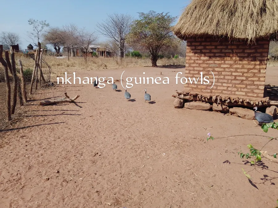 nkhangayiwa