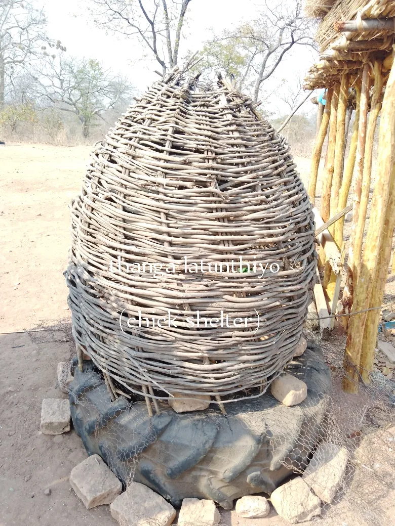 thanga la nkhuku