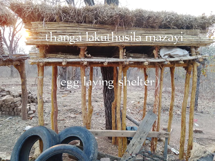thanga lakuthusila mazayi