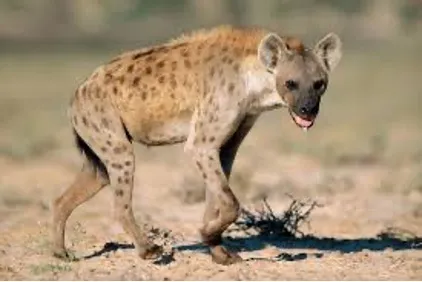 kùnù
