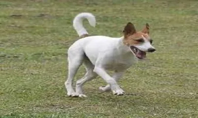 kánú wúrá