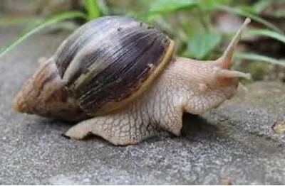 fìà sɔ̀
