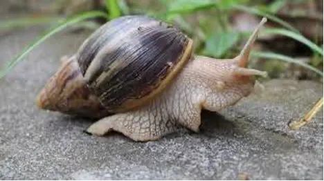fìà sɔ̀