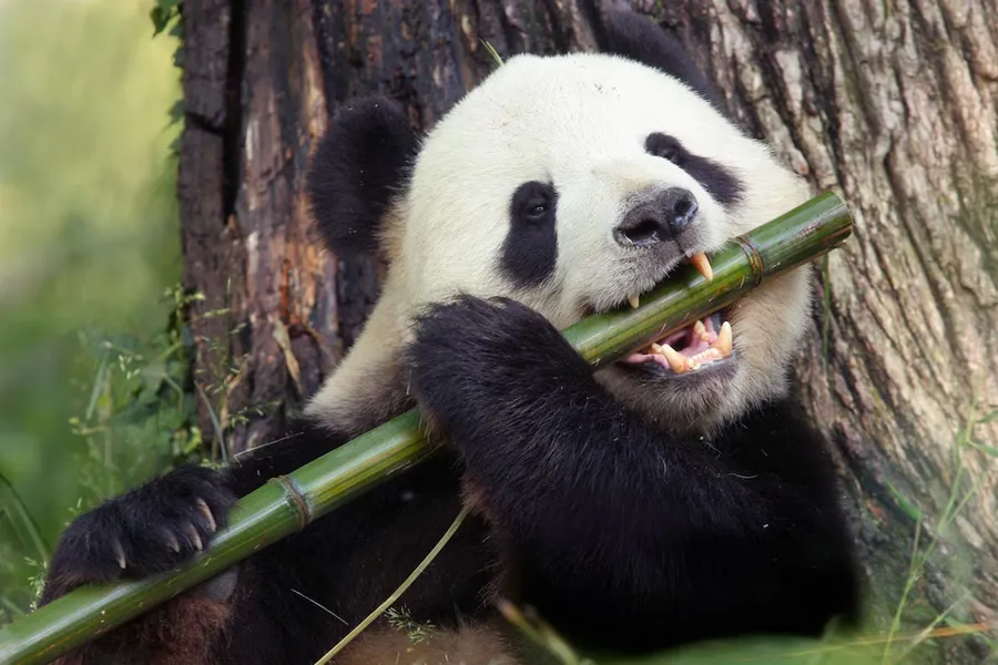 Panda پندا
