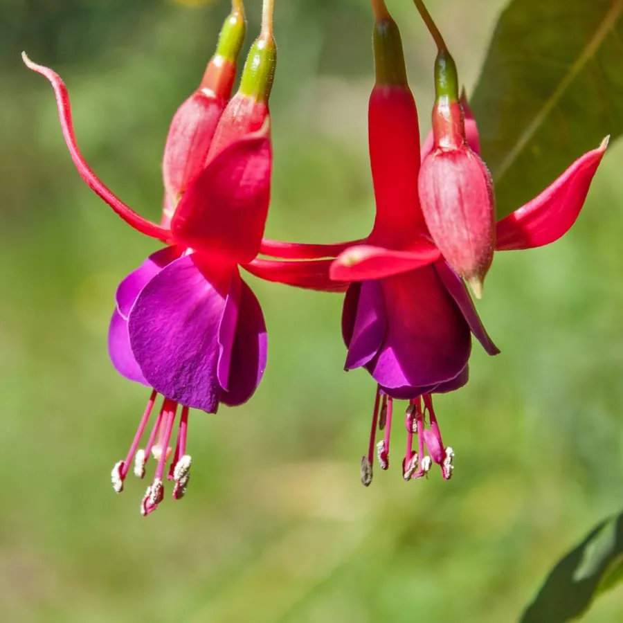 Phochya فوشيا