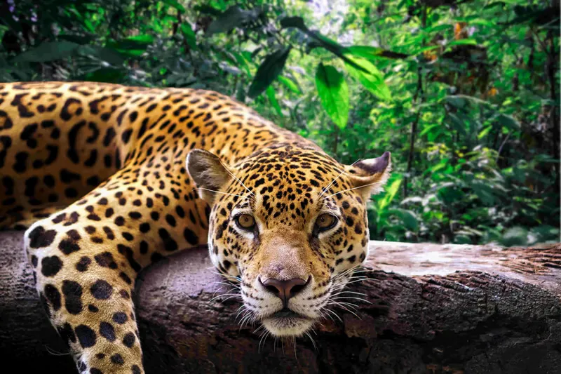 Jaguar چاجوار