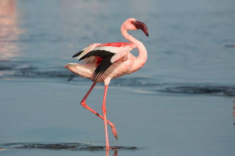 Flamingo فلامنجو