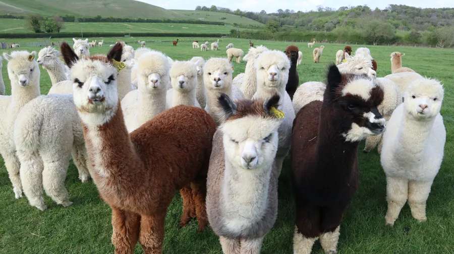Alpaca الپاگا