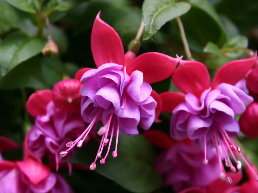 Fuchsia فوشيا