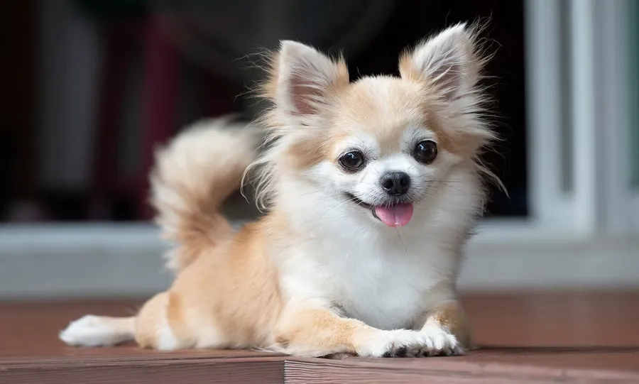 Chiuahua شيواوا