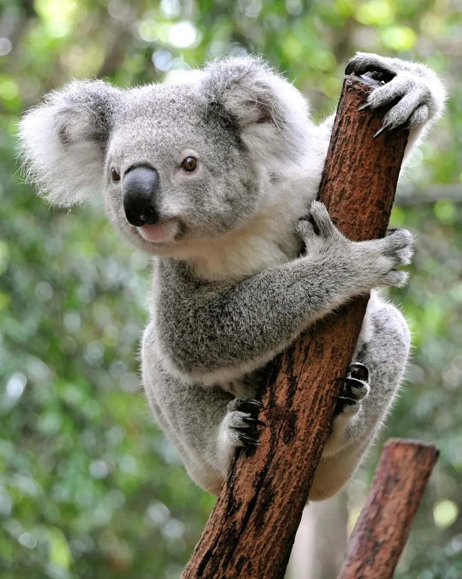 Koala كوالا