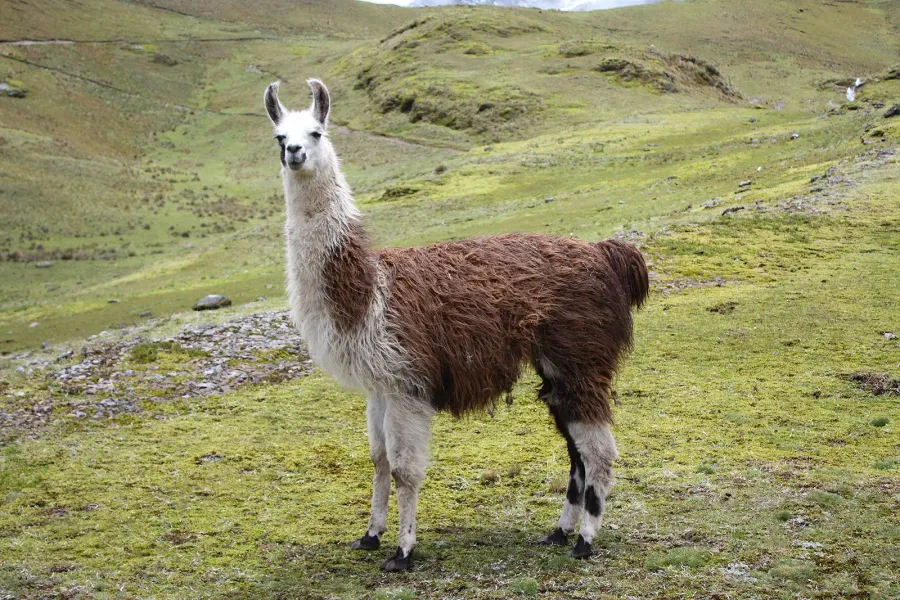 Llama اللما