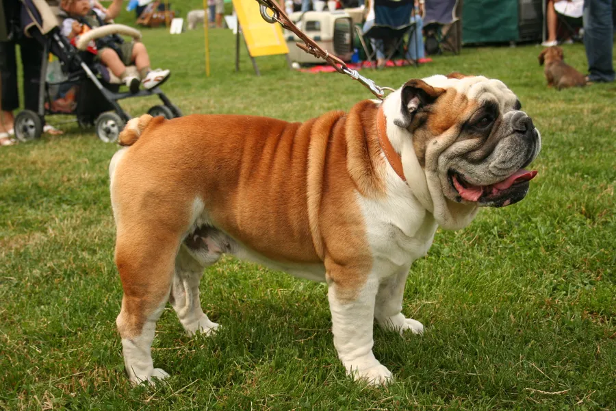 Buldog بولدوج