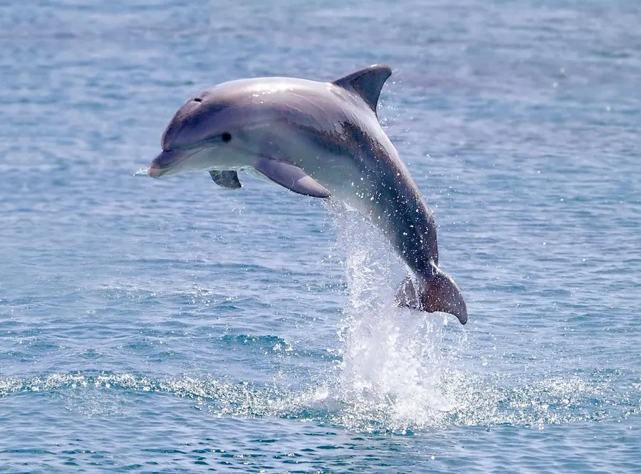 Dolphin دولفن