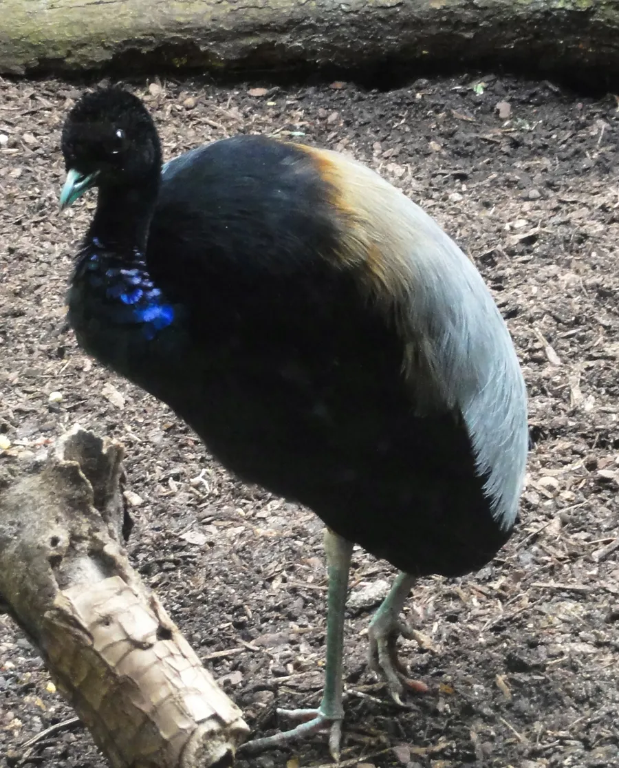 jjiasa