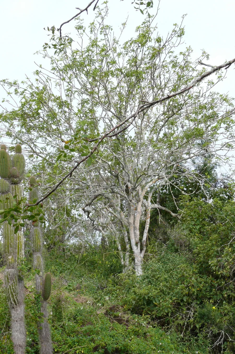 biñani