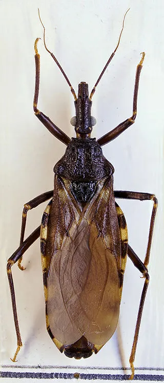 baashashajji