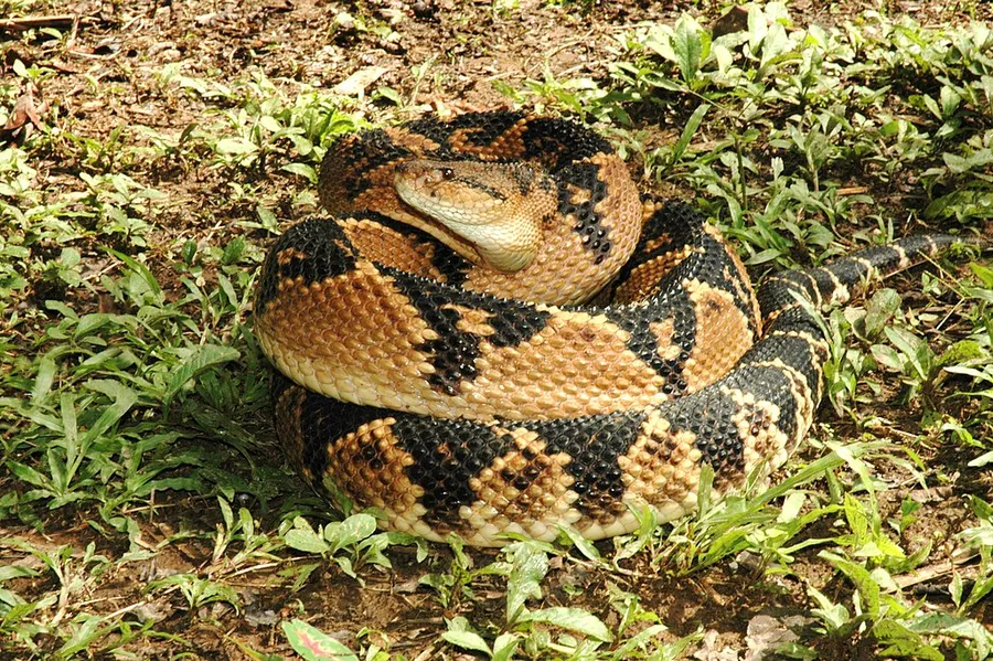 majjasha