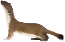 e‘lAwah
