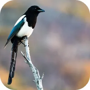 Geets’gAXAq’