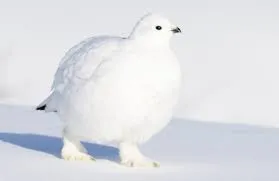 k’uLdAtl’G