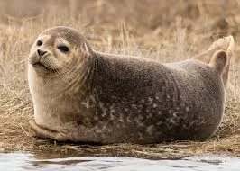 geeLtaag ~ keeLtaag