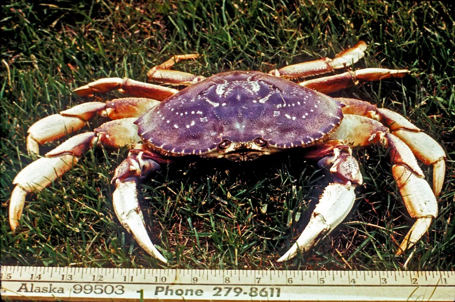 qiiyAdAch’an’k’