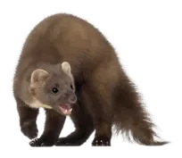 k’udjAXAyaash