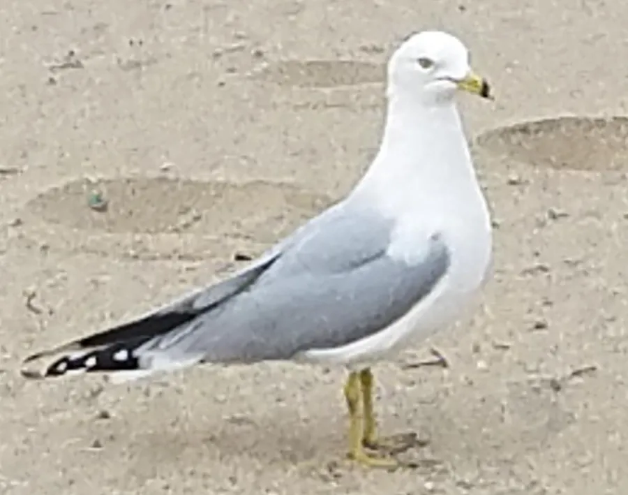 sáwarawara