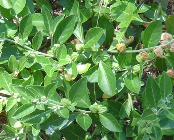 ɖhã karwa-li