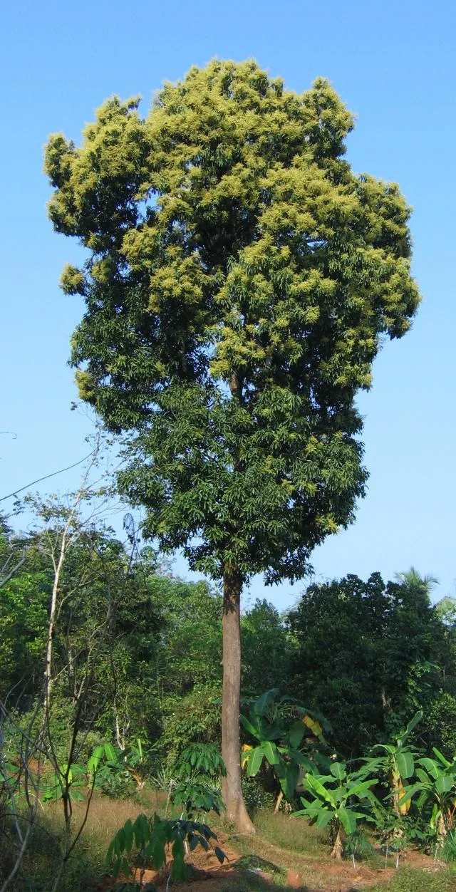 ulisulaʔsaɽiɽe