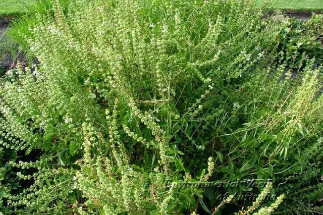 mnaʔ tulsi-tʃeʔ